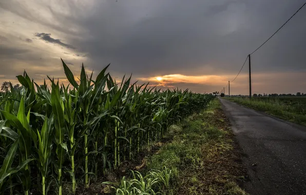 Picture road, night, corn
