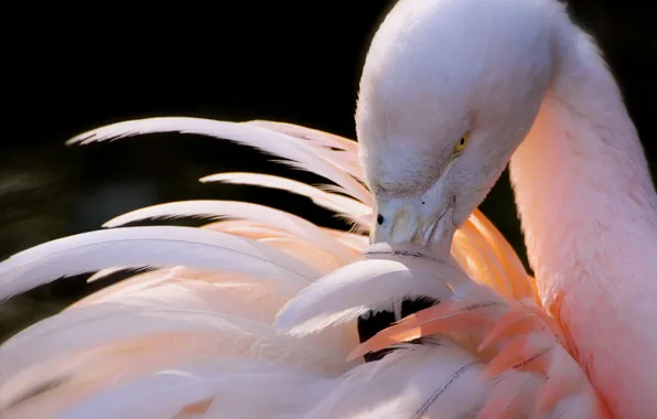 Picture pink, bird, feathers, beak, Flamingo