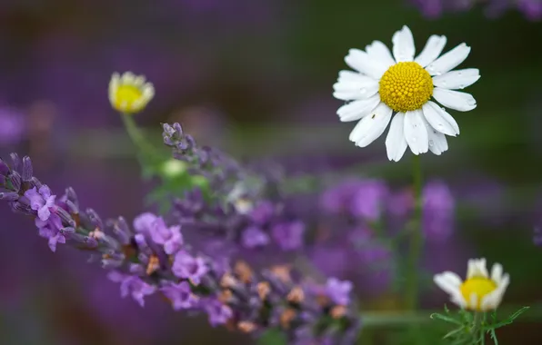 Picture nature, Daisy, lavender