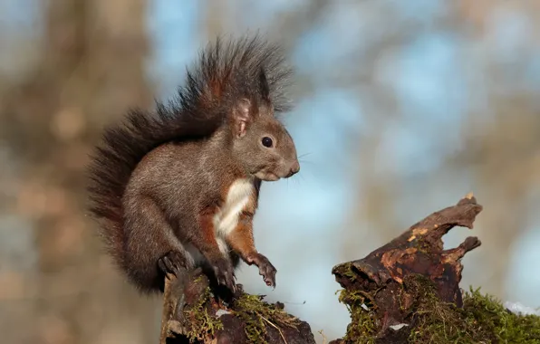 Picture pose, background, stump, protein, sitting, bokeh