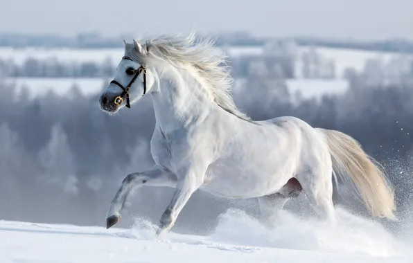 Winter, forest, white, look, face, snow, background, animal
