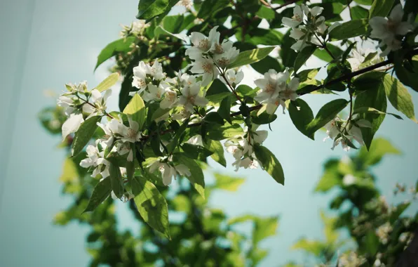 Summer, leaves, flowers, branches, nature, tree, petals, nature