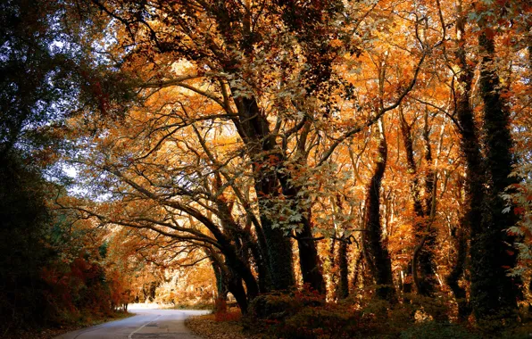 Picture road, autumn, forest