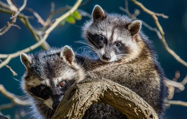 Picture branches, a couple, raccoons