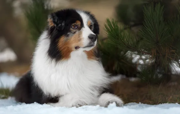 Dog, branch, Irina Kovaleva