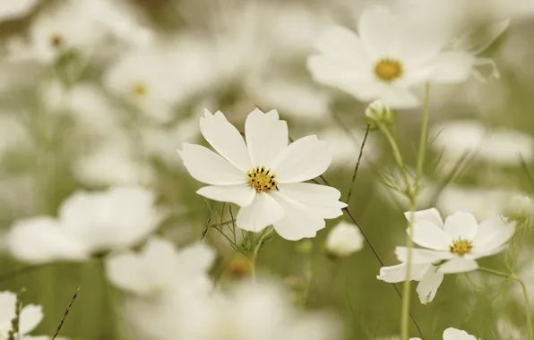 Picture field, summer, space, flowers, background, glade, white, a lot