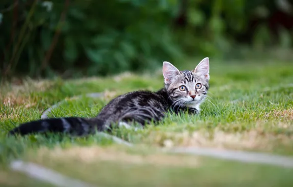 Picture cat, grass, glade, lies, kitty