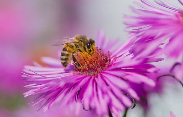 Autumn, macro, flowers, nature, bee