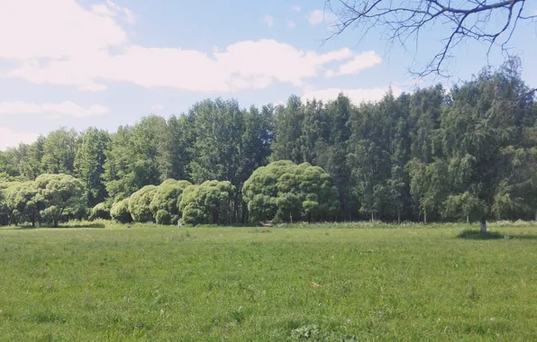 Summer, landscape, Park, walking