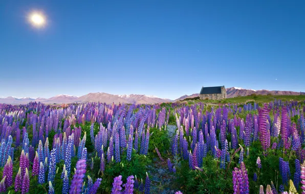 Field, summer, the sky, the sun, flowers, mountains, blue, hills