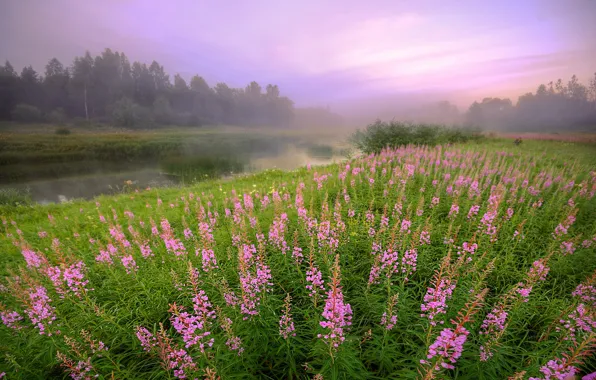 Field, flowers, fog, Ivan-tea