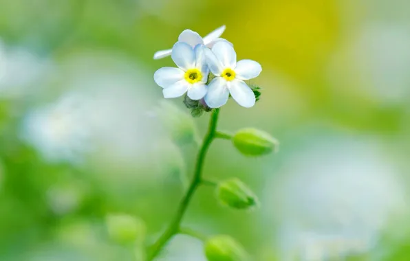 Picture flowers, plant, petals, stem