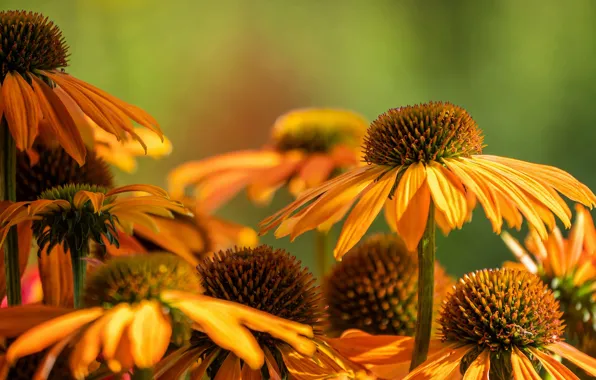 Summer, flowers, yellow, garden, rudbeckia, Echinacea