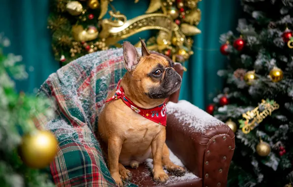 Look, balls, snow, pose, room, dog, chair, Christmas
