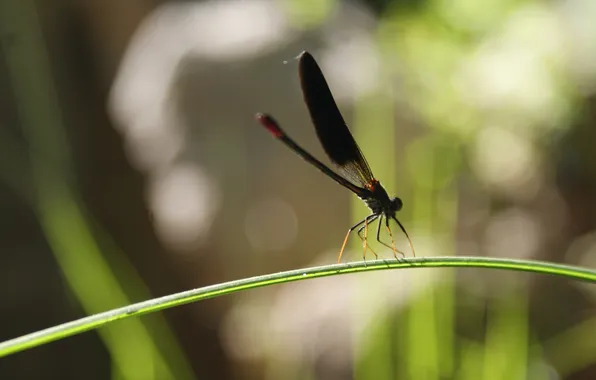 The sun, nature, glare, dragonfly, a blade of grass, bokeh