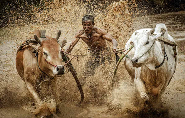 Picture race, sport, dirt, bulls