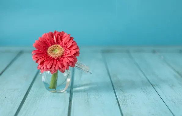 Flowers, vase, gerbera, flower