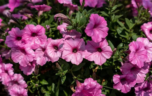 Drops, flowers, garden, pink, flowerbed, a lot, bokeh, petunias