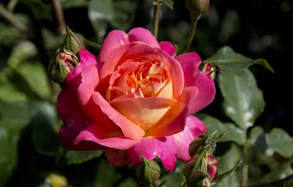 Flower, leaves, drops, flowers, pink, rose, roses, buds