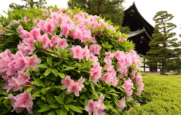 Nature, Bush, Azaleas, flowering