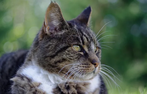 Picture cat, cat, look, face, green, grey, background, portrait