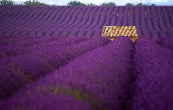 Flowers, close-up, slope, hill, house, the ranks, lavender, bokeh