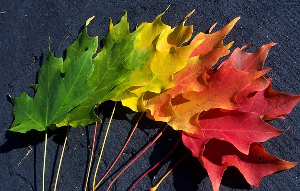 Autumn, leaves, color, palette, maple