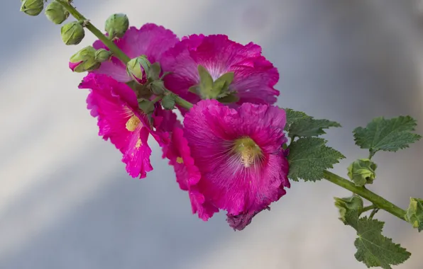 Picture flower, photo, mallow