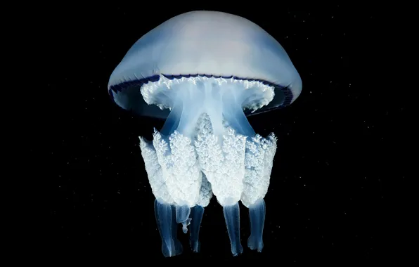 Macro, Medusa, black background, underwater world, sea creature