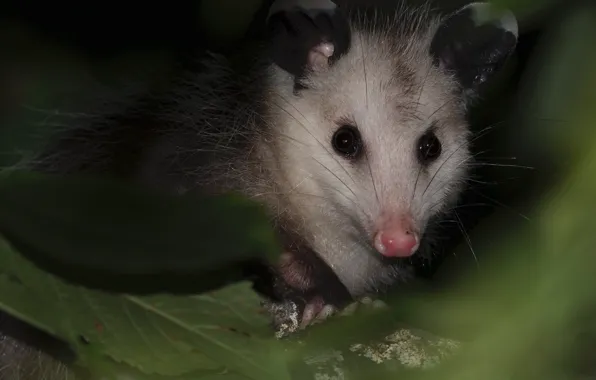 The dark background, portrait, muzzle, possum