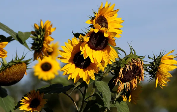 Picture summer, sunflowers, flowers, yellow, sunflower