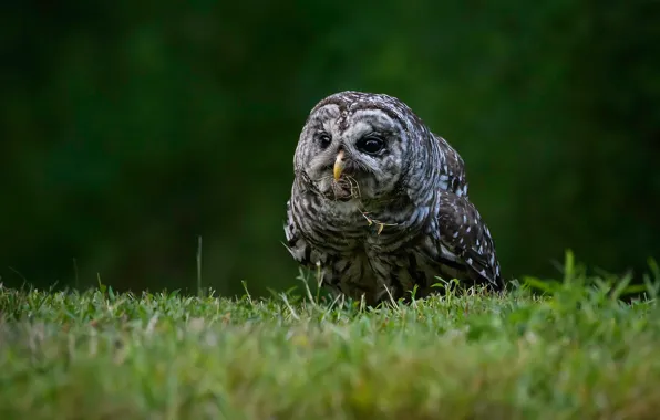 Grass, look, owl, bird, glade, owl
