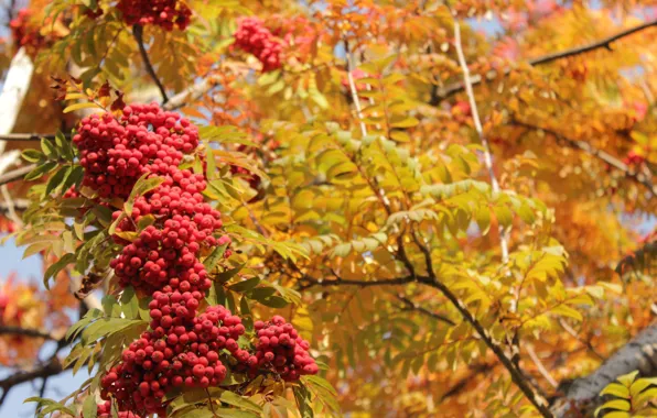 Autumn, leaves, yellow, red, Rowan
