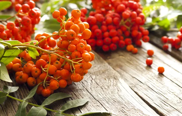 Picture autumn, berries, table, blur, red, orange, Rowan, bokeh