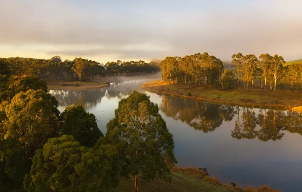 Picture light, trees, nature, fog, shore, pond