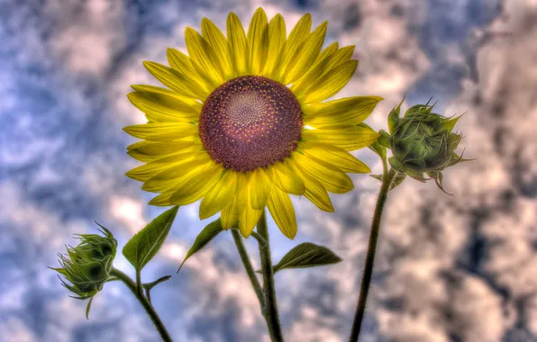 The sky, leaves, clouds, nature, sunflower, petals, hdr