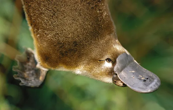 Picture BACKGROUND, WOOL, FINS, HEAD, The PLATYPUS
