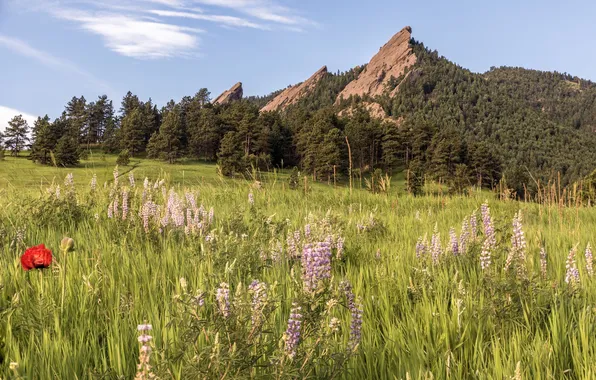 Forest, summer, the sky, grass, flowers, mountains, tops, meadow