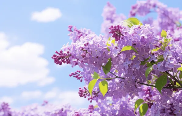 Picture flowers, nature, spring, lilac, inflorescence, AI art, neural network