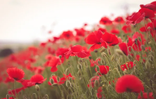 Summer, the sky, flowers, red, Mac, Maki, slope