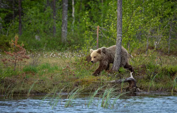 Shore, bear, bear, walk, pond