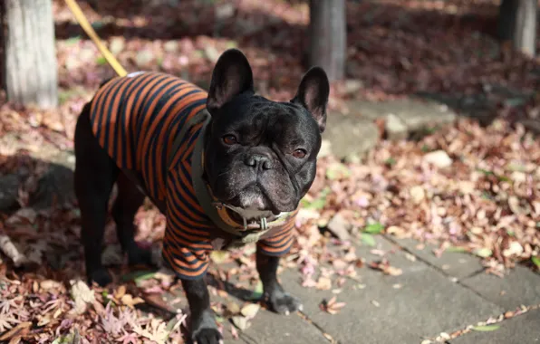 Clothing, dog, pug, leash, face