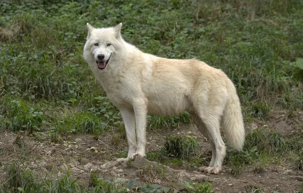 Nature, snow, predator, face, animal, wolf, wolves, wildlife
