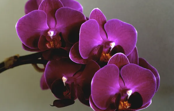 Flowers, orchids, purple orchids