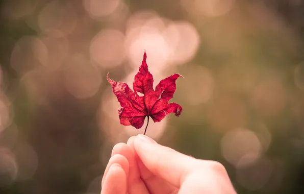 Picture autumn, sheet, hand, maple leaf, bokeh