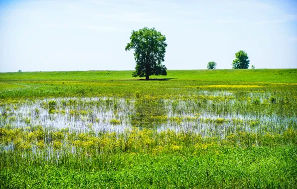 Flowers, Field, Tree, Meadow