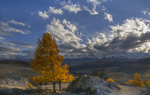Trees, horizon, space, the beauty of nature, able, picturesque landscape, In the rays of the …