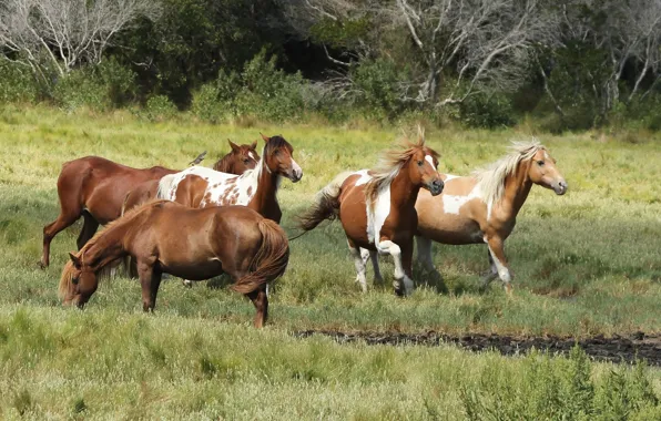 Pony Astig, pony Refuge, wild horses