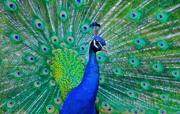 Look, bird, beauty, feathers, tail, peacock