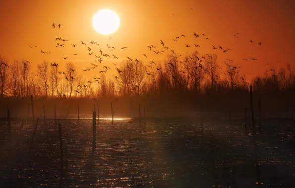 The sun, light, sunset, birds, pond, a flock of birds, piles